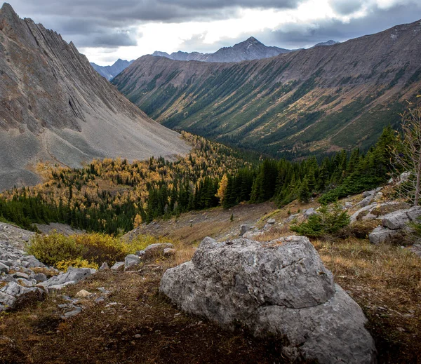 Lariksbomen Herfstkleuren Tijdens Een Wandeling Het Arethusa Cirque Bij Banff — Stockfoto