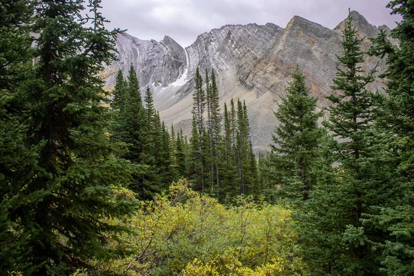 Alerces Colores Otoñales Durante Una Caminata Arethusa Cirque Cerca Banff — Foto de Stock