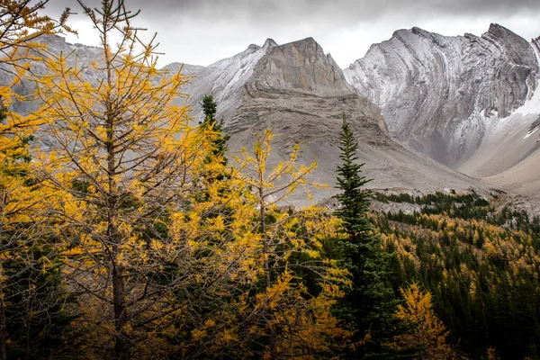 Larch trees in fall colours during a hike at Arethusa Cirque near Banff Alberta