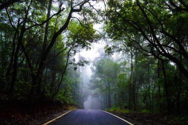 Doi Pui Ulusal Parkı 'ndaki orman yolu Chiang Mai Tayland