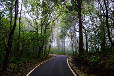 Doi Pui Ulusal Parkı 'ndaki orman yolu Chiang Mai Tayland