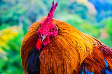 Güzel kırmızı horoz yaklaş