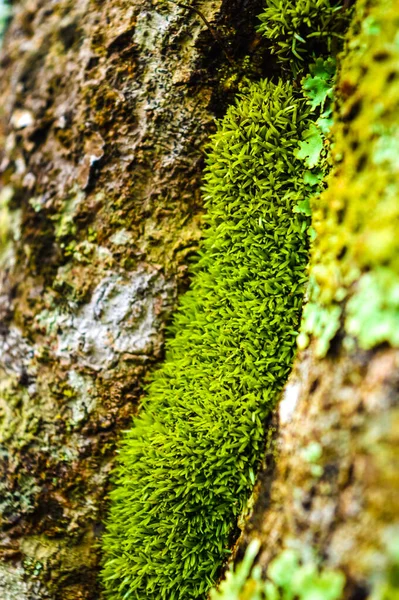 Mech Świeci Drzewie Lesie Zbliżenie Strzał — Zdjęcie stockowe