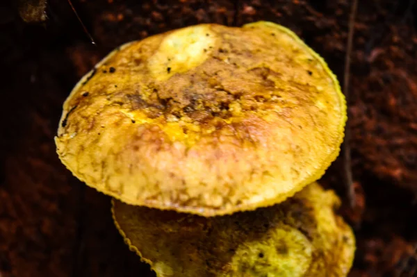 Bel Primo Piano Funghi Foresta — Foto Stock