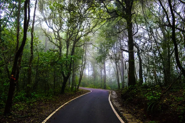 Route Forestière Sur Doi Pui Parc National Chiang Mai Thailand — Photo