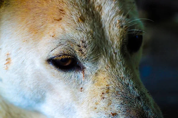Närbild Thai Hund Fokus Ögat — Stockfoto