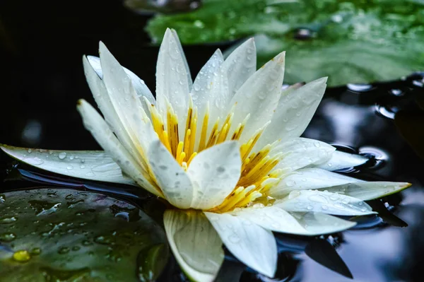 Belle Fleur Lotus Blanche Avec Feuille Verte Dans Étang — Photo