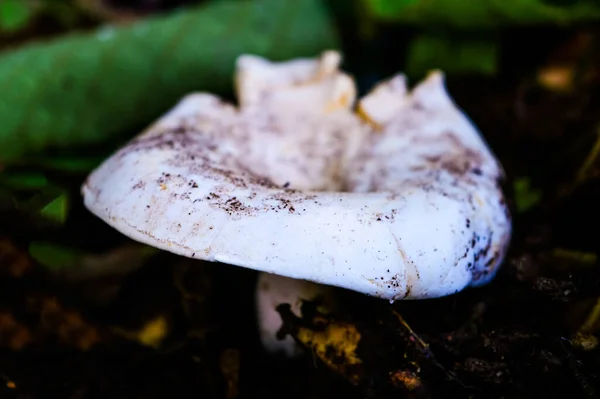 Schöne Nahaufnahme Von Waldpilzen — Stockfoto