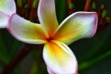 Yerden beton zemine düşmüş beyaz Frangipani çiçeği.