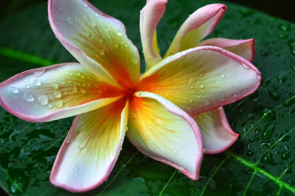 Біло Рожева Квітка Франгіпані Або Квітка Полуниці Цвіте — стокове фото