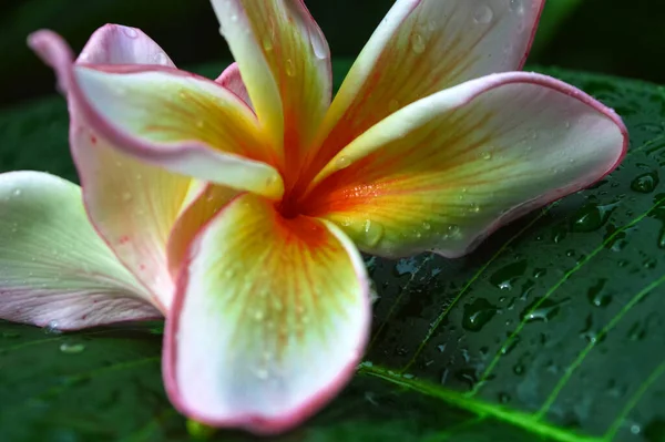 Flor Frangipani Rosa Blanca Flor Plumeria Está Floreciendo —  Fotos de Stock