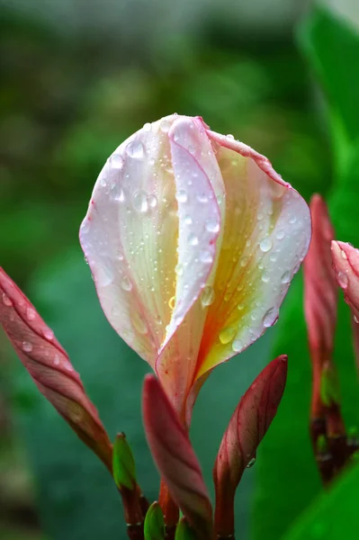 Fleur Rose Blanche Frangipani Fleur Plumeria Fleurit — Photo