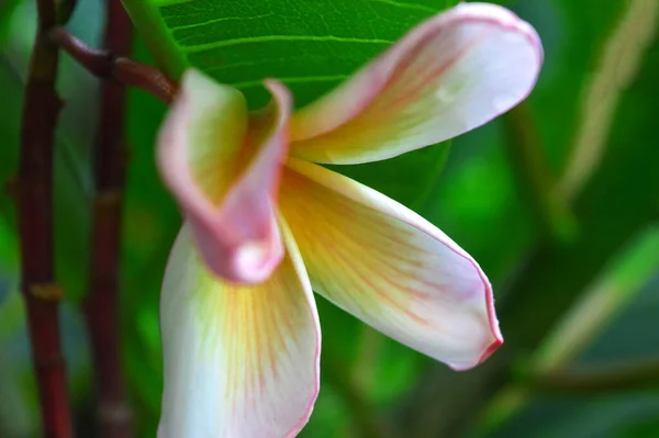 Fiore Bianco Rosa Frangipani Fiore Plumeria Sta Fiorendo — Foto Stock