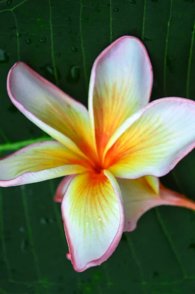 Fiore Bianco Rosa Frangipani Fiore Plumeria Sta Fiorendo — Foto Stock