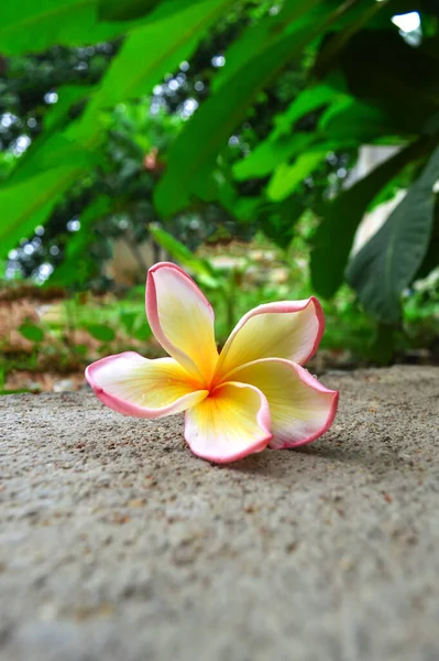 Rosa Bianca Fiore Frangipani Che Caduto Dal Suolo Pavimento Cemento — Foto Stock