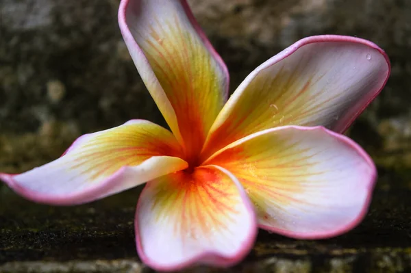 Біло Рожева Квітка Франгіпані Яка Впала Землі Бетонної Підлоги — стокове фото