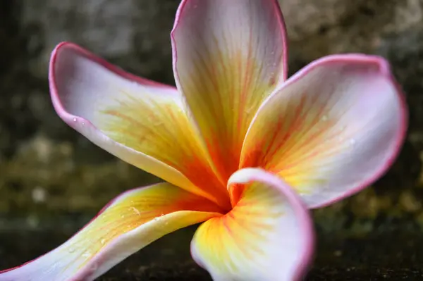 Біло Рожева Квітка Франгіпані Яка Впала Землі Бетонної Підлоги — стокове фото