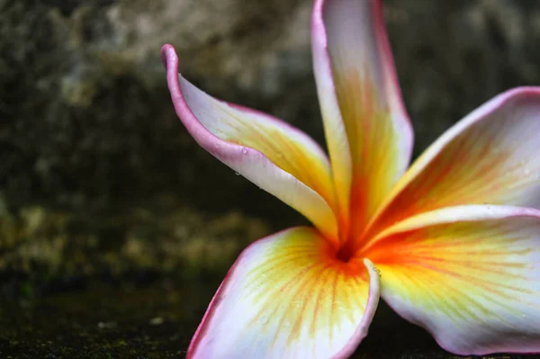 Flor Frangipani Rosa Blanca Que Caído Del Suelo Suelo Hormigón — Foto de Stock