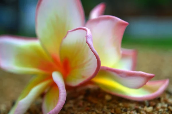 Çakıl Taşı Zemininde Plumeria Çiçekleri — Stok fotoğraf