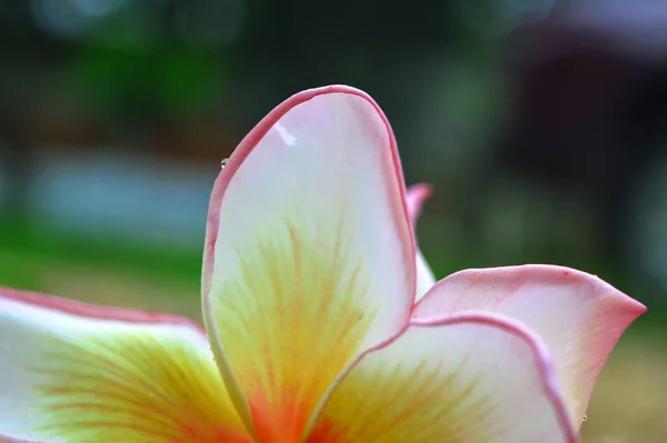 Flor Frangipani Rosa Blanca Que Caído Del Suelo Suelo Hormigón — Foto de Stock