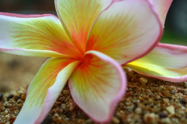 Plumeria Flores Suelo Guijarros — Foto de Stock