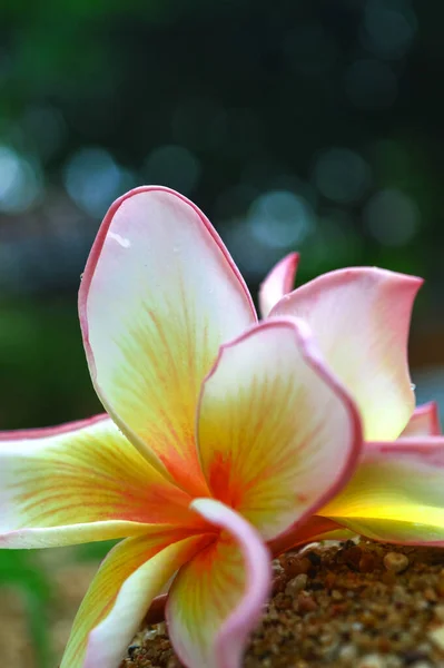 Blanc Rose Frangipani Fleur Qui Est Tombé Sol Sol Béton — Photo