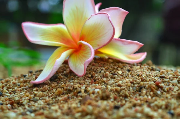 Çakıl Taşı Zemininde Plumeria Çiçekleri — Stok fotoğraf