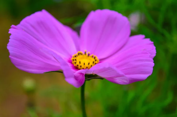 Bela Flor Cosmos Roxo Com Fundo Colorido — Fotografia de Stock