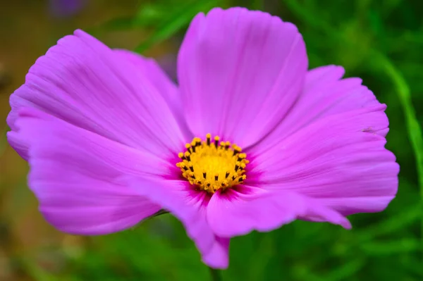 Schöne Lila Kosmos Blume Mit Buntem Hintergrund — Stockfoto