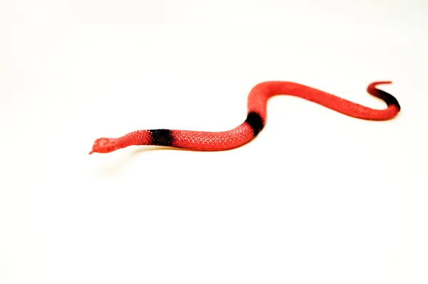 Brinquedo Cobra Falsa Animal Borracha Para Jogo Isolado Sobre Fundo — Fotografia de Stock