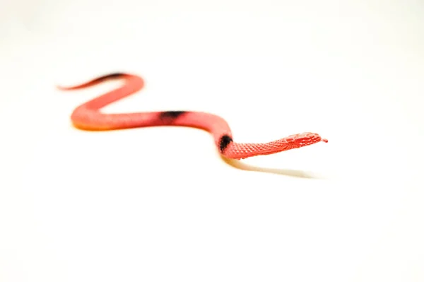 Giocattolo Serpente Finto Animale Gomma Gioco Isolato Sfondo Bianco — Foto Stock