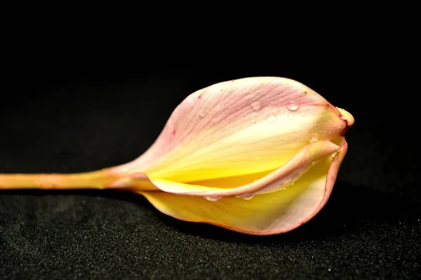 黒地に孤立したプルメリアの花 — ストック写真