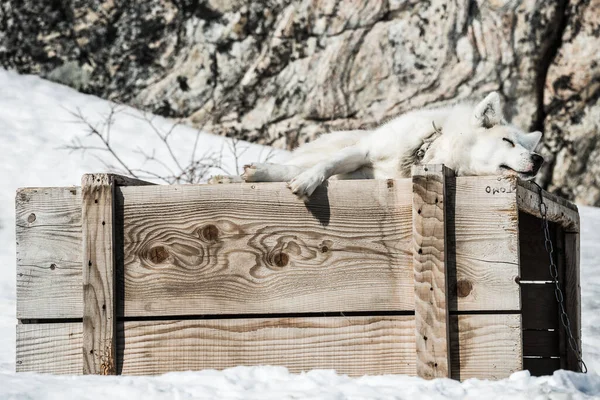 Husky Blanco Descansa Sobre Una Caja Madera Nieve —  Fotos de Stock
