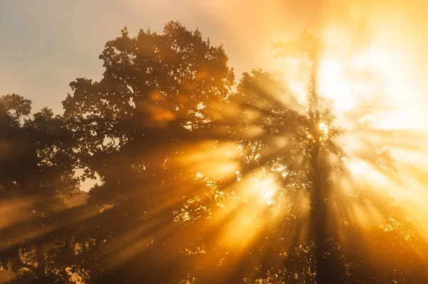 スウェーデンの森の木々の間で素晴らしい日の出 — ストック写真