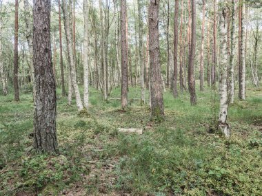 Göteborg yakınlarında dingin bir karışık orman yüksek ağaçlara ve canlı yeşilliklere sahiptir. Güneş ışığı yaprakların arasından süzülerek doğa aşıkları için mükemmel sakin bir atmosfer yaratır..