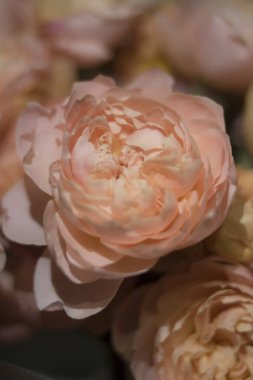 Çok güzel, narin pembe çiçek.