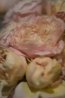 Çok güzel, narin pembe çiçek.