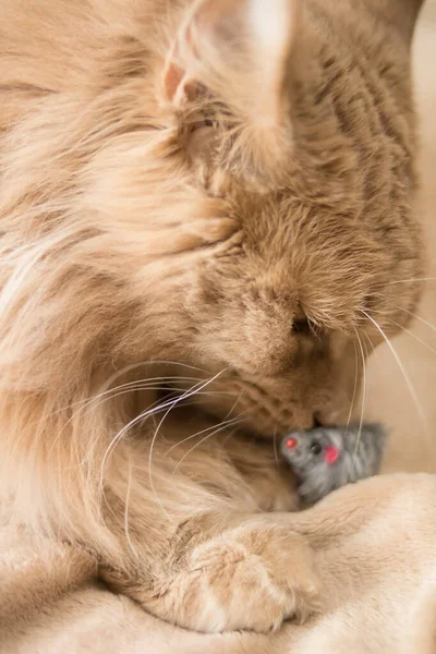 Güzel Pofuduk Kırmızı Bir Kedi Bej Bir Yatak Örtüsünün Üzerinde — Stok fotoğraf
