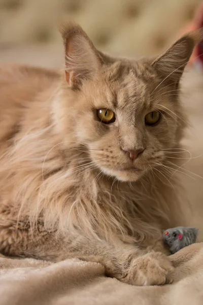 A beautiful fluffy red cat lies on a beige bedspread with a small gray toy mouse. Good for flyers, posters, billboards.