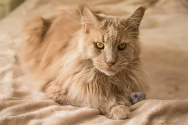 A beautiful fluffy red cat lies on a beige bedspread with a small gray toy mouse. Good for flyers, posters, billboards.