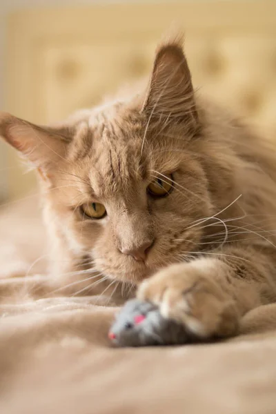 Beau Chat Rouge Moelleux Repose Sur Couvre Lit Beige Avec — Photo