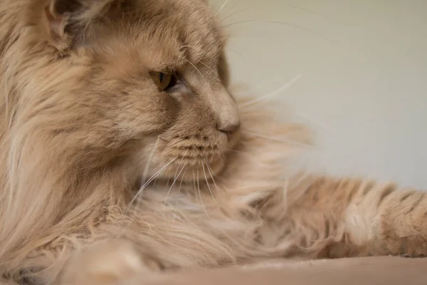 A beautiful fluffy ginger cat lies on a beige bedspread. Good for flyers, posters, billboards.