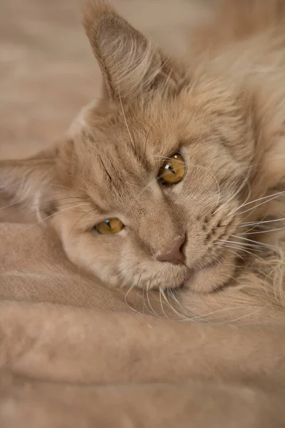 Bel Gatto Zenzero Soffice Giace Copriletto Beige Buono Volantini Manifesti — Foto Stock