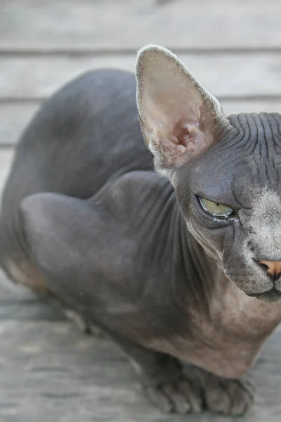 Chat Sphynx Luxe Gris Sur Fond Texture Bois Gris Des — Photo