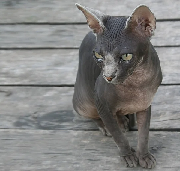 Gray luxurious sphynx cat on the background of gray wooden texture from boards. Good for pet shops, veterinary clinic, banners, posters, flyers.