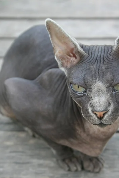 Chat Sphynx Luxe Gris Sur Fond Texture Bois Gris Des — Photo