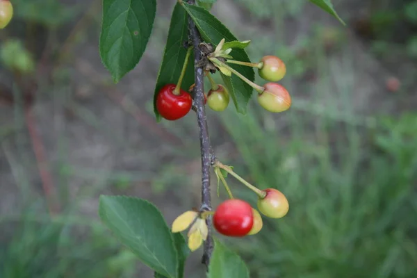 Jasné Šťavnaté Červené Chutné Třešňové Bobule Visí Větvi Stromu Zeleným — Stock fotografie