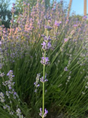 Mor lavanta bahçenin doğasında yetişir.