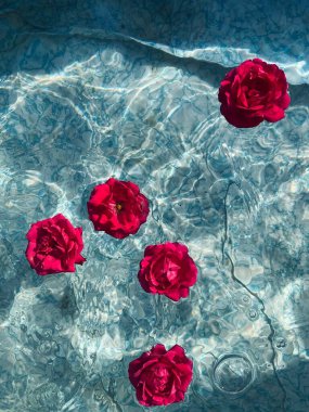Red roses float on clear water in a blue pool clipart