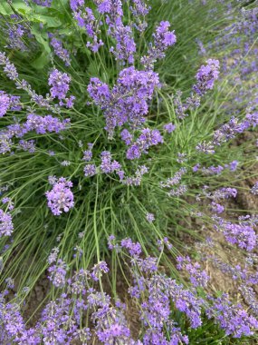 Bahçede çiçek açan güzel lavanta çalıları
